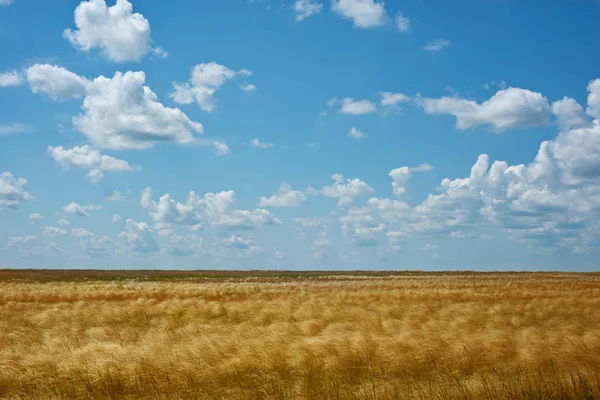 Endless summer, steppe landscape. Grass feather and blue sky with white clouds.