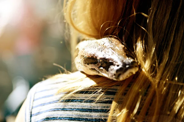 Pythonkopf Schaut Einem Sonnigen Tag Hinter Den Haaren Einer Frau — Stockfoto