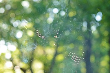 Küçük sinek ve sinek yakalamak için bir meşe Grove'da bir örümcek ağı. Örümcek ağları parlak güneşli bir günde bir yaprak döken orman kenarında.