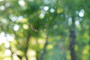 Küçük sinek ve sinek yakalamak için bir meşe Grove'da bir örümcek ağı. Örümcek ağları parlak güneşli bir günde bir yaprak döken orman kenarında.