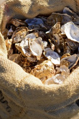 İstiridye, yapraklarından dolu çanta istiridye. Artık yemek yemek, yemekleri Deniz ürünleri tabanlı sonra