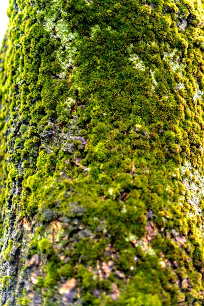 苔の素朴な木の質感 — ストック写真