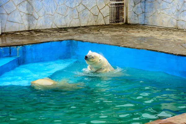 Animals in captivity (zoo)