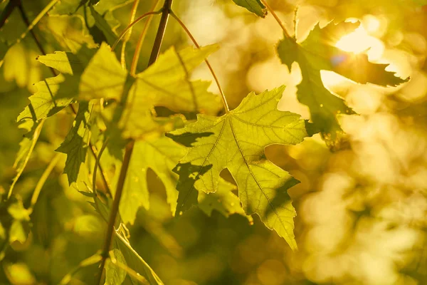 Natural rays of the summer sun through the foliage of the maple trees.