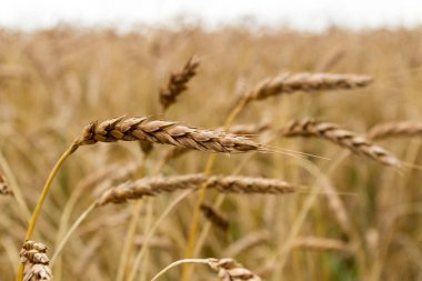 Ağustosta buğday hasadı