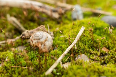 kabuklu salyangoz makro yosun yazı