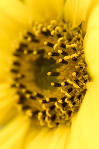 Sunflower Macro Stamens Flower — Stock Photo, Image