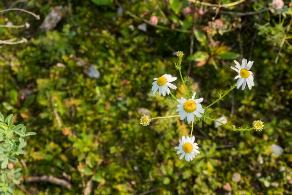 chamomile background wallpaper moss