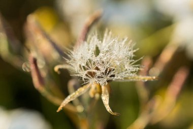 Şafak vakti çiğ taneleri