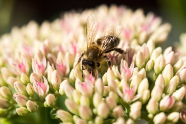 Arı çiçeklerle çalışır.