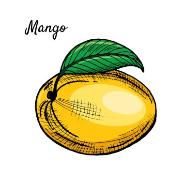 Mangoların el çizimi stilindeki parlak çizimi. Sulu ve olgun tropikal meyveler. Yaz için uygun bir dekor, restoran ve yemek menüsü..