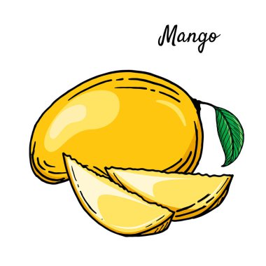 Mangoların el çizimi stilindeki parlak çizimi. Sulu ve olgun tropikal meyveler. Yaz için uygun bir dekor, restoran ve yemek menüsü..