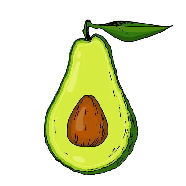 Illustrazione Avocado Colorato Stato Disegnato Stile Grafico Adatto Decorare Menu — Vettoriale Stock