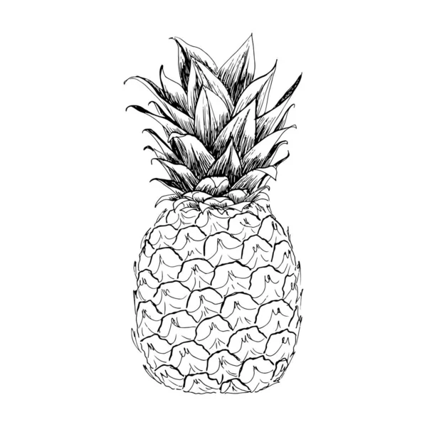 Illustrazione Vettoriale Dell Ananas Disegnato Mano Crea Umore Tropicale Estivo — Vettoriale Stock