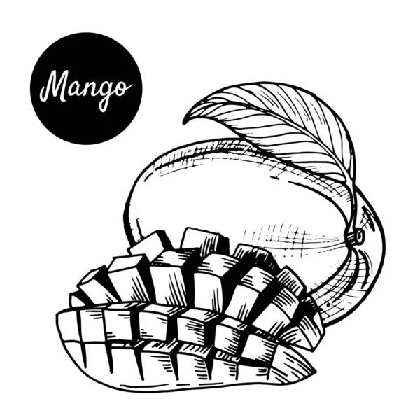 Beyaz arka planda tropikal mango meyvelerinin siyah-beyaz çizimi. Retro tarzında elle çizilmiş. Menüler, restoranlar, broşürler, sağlıklı yiyecek dekorları için..