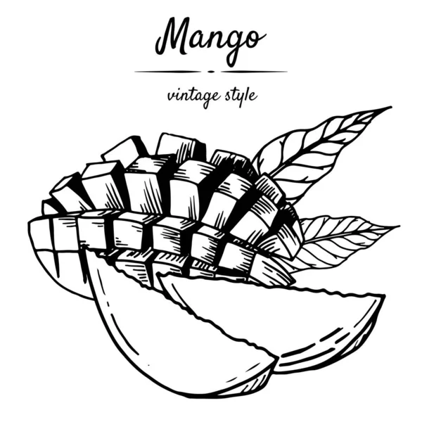 Beyaz arka planda tropikal mango meyvelerinin siyah-beyaz çizimi. Retro tarzında elle çizilmiş. Menüler, restoranlar, broşürler, sağlıklı yiyecek dekorları için..