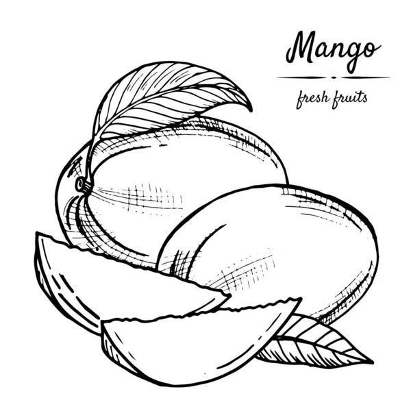 Beyaz arka planda tropikal mango meyvelerinin siyah-beyaz çizimi. Retro tarzında elle çizilmiş. Menüler, restoranlar, broşürler, sağlıklı yiyecek dekorları için..
