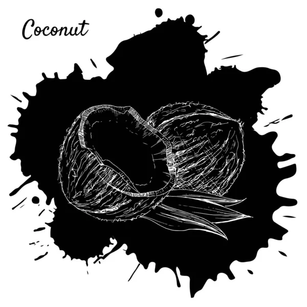 Handgezeichnete Kokosnussvektorillustration Retro Stil Geeignet Für Menüs Gesundes Essen Tropisches — Stockvektor