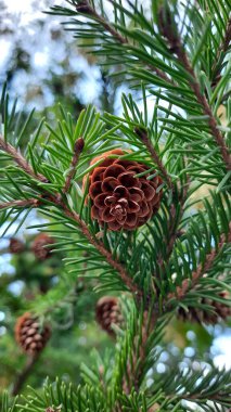 Spruce dallarında koni fotoğrafları var. Noel süsü için uygun. Yeni Yıl havası yaratır.