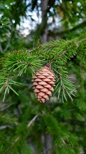 トウヒの枝にあるコーンの写真 クリスマスの装飾に適しています 新年の気分を作り出す — ストック写真