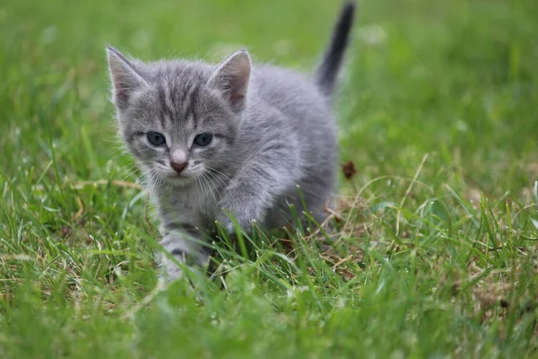 Little cute striped gray kitten or young cat walks on green grass in the garden on a summer day. Close-up. Front view. Kitten portrait. Photo of a gray tabby cat. Cute kittens.