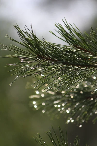 Green fluffy pine branch with rain drops on needles on a sunny green background in the forest on a summer day after the rain. Close-up image of a pine branch.