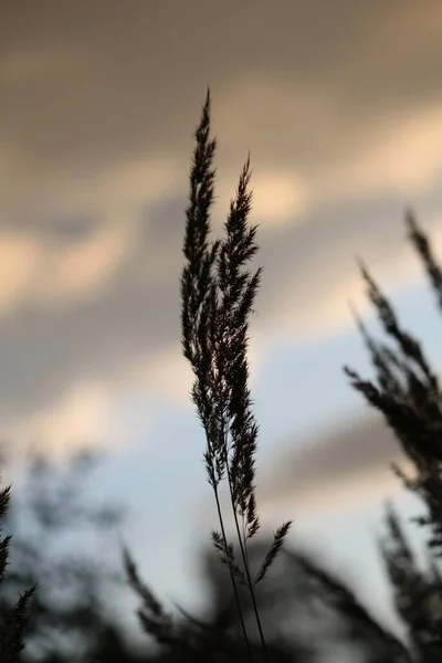 The dark contour of a brush of dry grass against the background of a cloudy blue golden orange sky in the rays of the setting sun on a summer evening on the eve of autumn. Nostalgic summer landscape