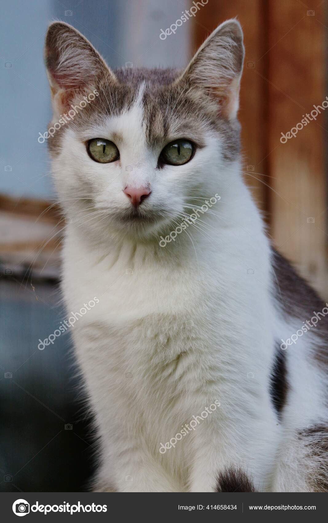 Adorable Chat Blanc Gris Regard Expressif Yeux Dores Jaune Vert Image Libre De Droit Par Sinichkina S C