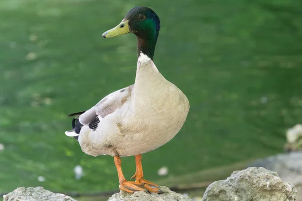 Canard Dans Étang Pais Vasco — Photo