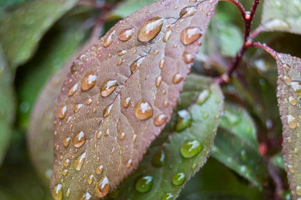 Nature in its purest form.Photograph taken in the Parque del Oeste, in Madrid.After a rainy night, in the morning you could see the drops of water that remained on the leaves of the trees.