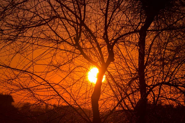 Pôr Sol Atrás Dos Galhos Árvores Capital Espanha Madrid — Fotografia de Stock