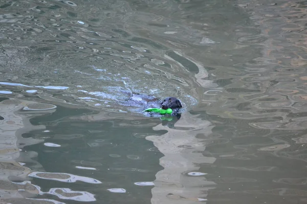 犬の入浴とカンタブリア海の水で遊ぶ — ストック写真