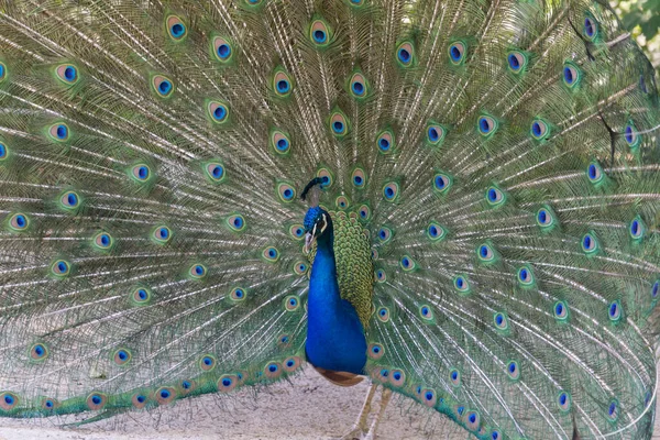 Taman Valladolid Spanyol Ada Cukup Sedikit Royal Peacocks Dan Salah — Stok Foto