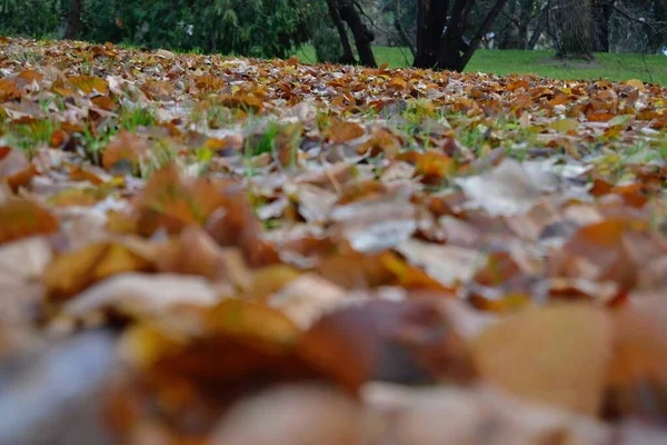 Присутствие Осени Мадриде Испании — стоковое фото