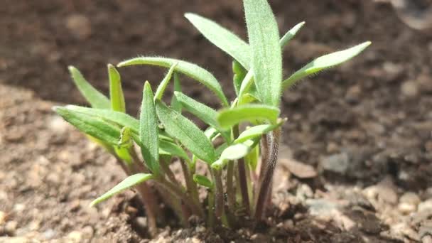 Natura Morta Pomodori Naturali Piantati Casa — Video Stock