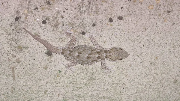 Gecko Común Sobre Las Piedras Higuera Albalat Cceres — Foto de Stock
