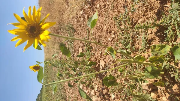 Huelves Bir Ayçiçeği Tarlası Cuencada Bir Kasaba Temiz Bir Gökyüzü — Stok fotoğraf