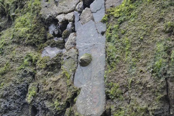 Muscheln Und Muscheln Die Auf Den Felsen Des Kantabrischen Meeres — Stockfoto