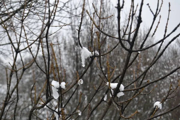 Snöfyllt Landskap Puerto Canencia Sierra Madrid Spanien — Stockfoto