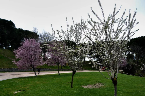 Explosion Couleurs Avec Des Fleurs Dans Les Parcs Madrid Espagne — Photo