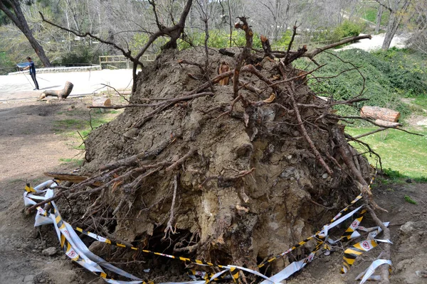 Träd Som Fallit Och Ryckts Upp Efter Storm Madrid Spanien — Stockfoto