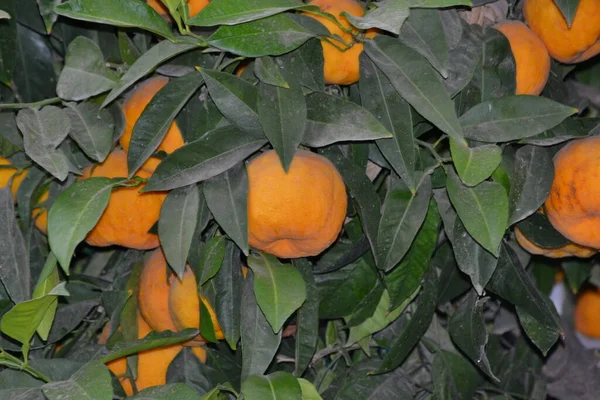 Pomarańcze Drzewach Pomarańczowych Które Znajdują Się Ulicach Granady Andaluzji — Zdjęcie stockowe