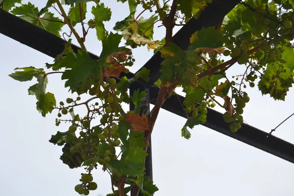 Raisins Verts Sur Vigne Placés Sur Une Structure Fer Grenade — Photo