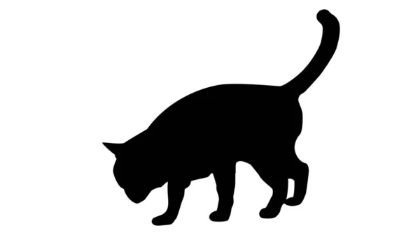Schwarze Katze Symbolvektor Auf Weißem Hintergrund Eps10 Vektor — Stockfoto