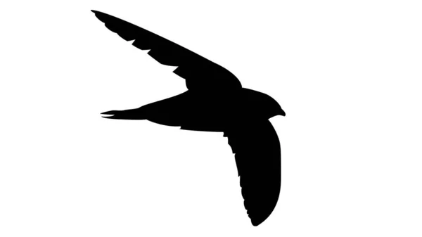 Black Swallow Black Bird Icon Vector White Background Eps10 Vector — Stock Photo, Image