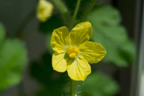 Żółty Kwiat Arbuza Pełni Otwarty Zdjęcie Poziome — Zdjęcie stockowe