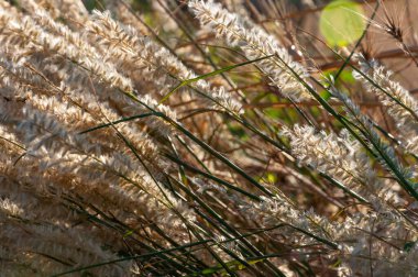 Gün batımında vahşi kazık bitkileri. Mallorca Adası, İspanya