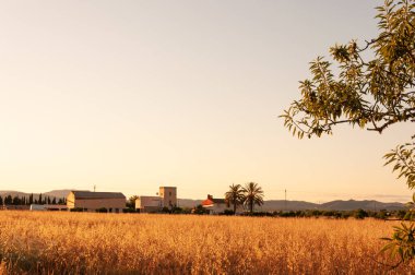 Geleneksel Mallora mimarisinin arka planıyla gün batımında buğday tarlası. Balear Adaları, İspanya