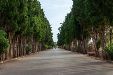 Campos, Balear Adaları / İspanya; Haziran 2020: Selvi ağaçları ve arka planda bisikletli bir adamın köpeğini gezdirdiği Campos mezarlığına giden yol.