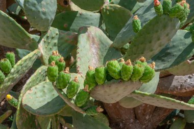 Dikenli armut ağacının dikenli armudu. Mallorca Adası, Balearic Adaları, İspanya